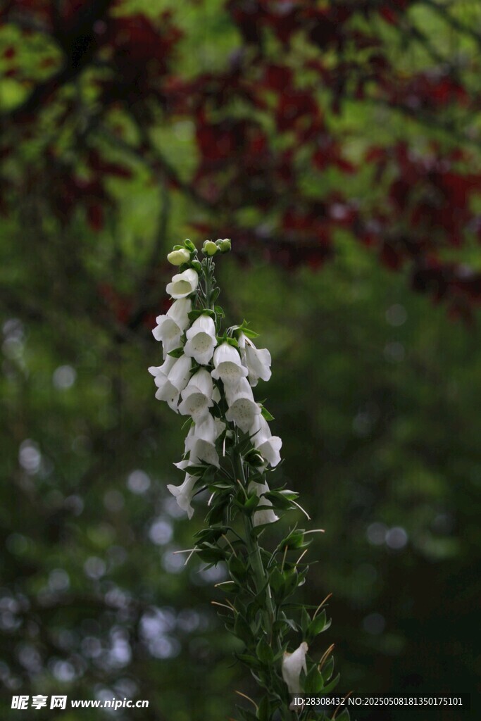 枝头绽放的洁白花朵