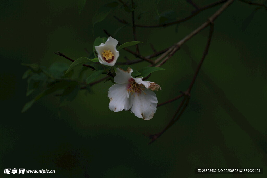 枝头绽放的素雅白色花朵