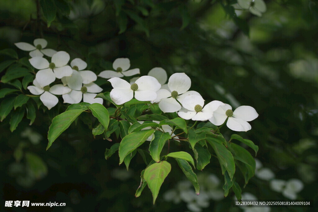 洁白山茱萸花绽放枝头