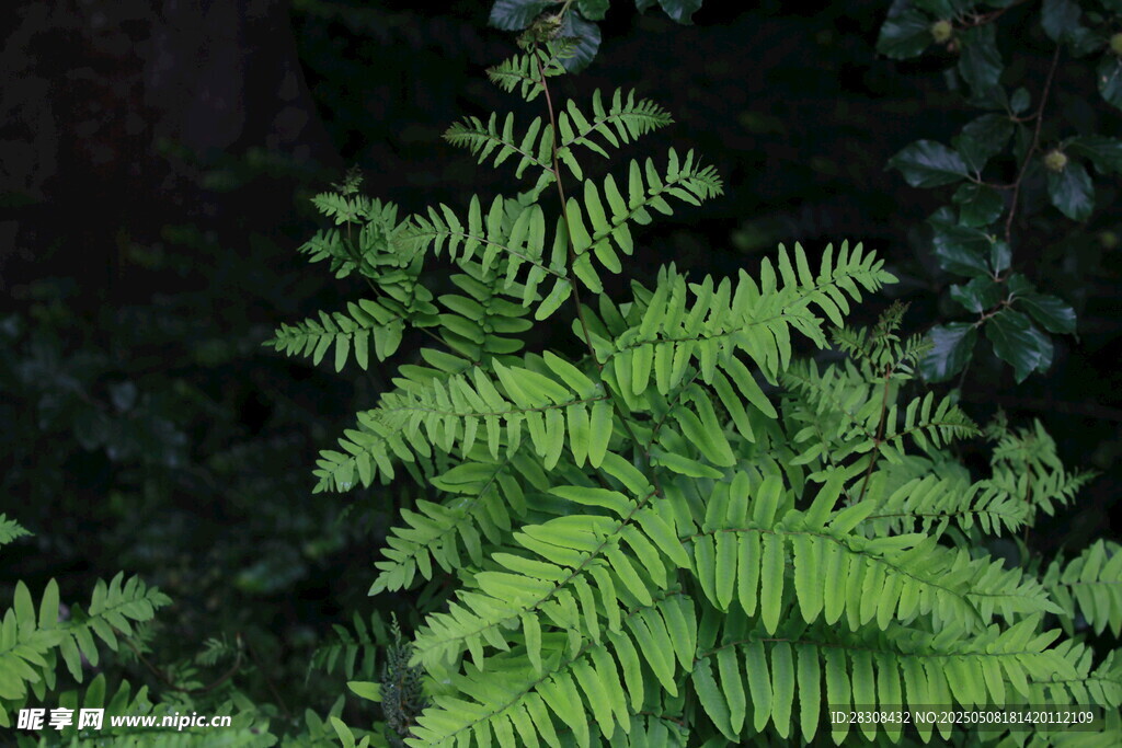 翠绿蕨类植物生机盎然