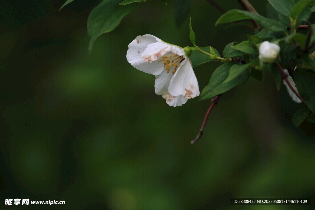 枝头绽放的素雅白色花朵