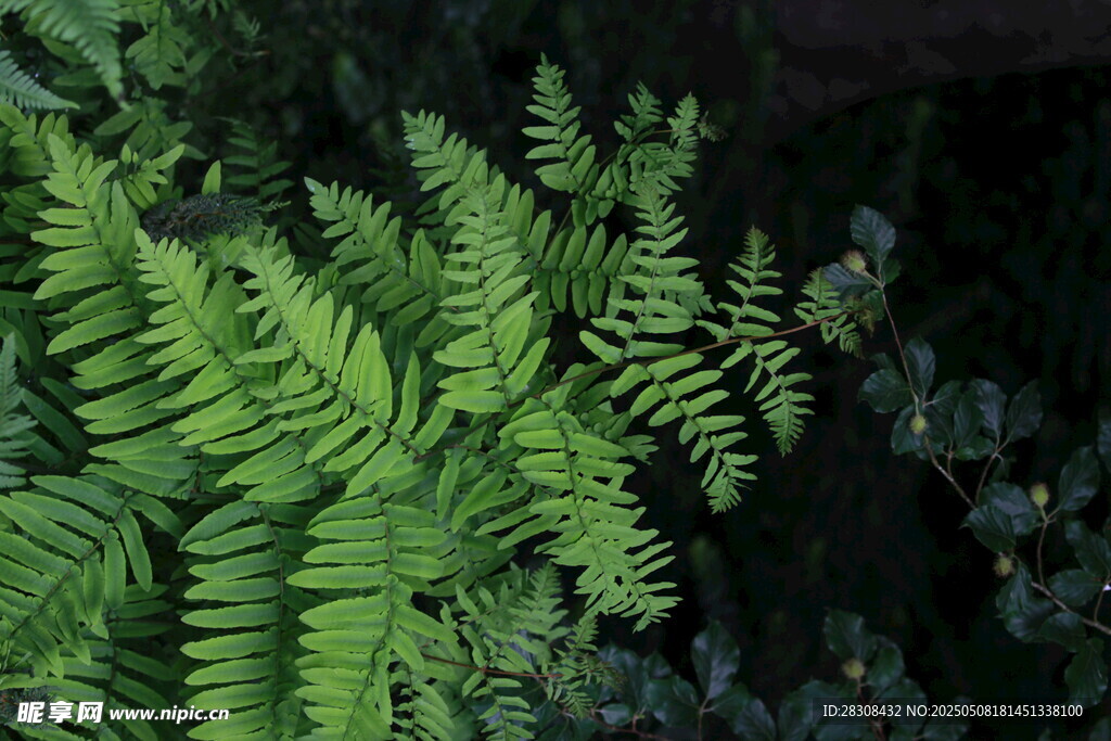 翠绿蕨类植物特写