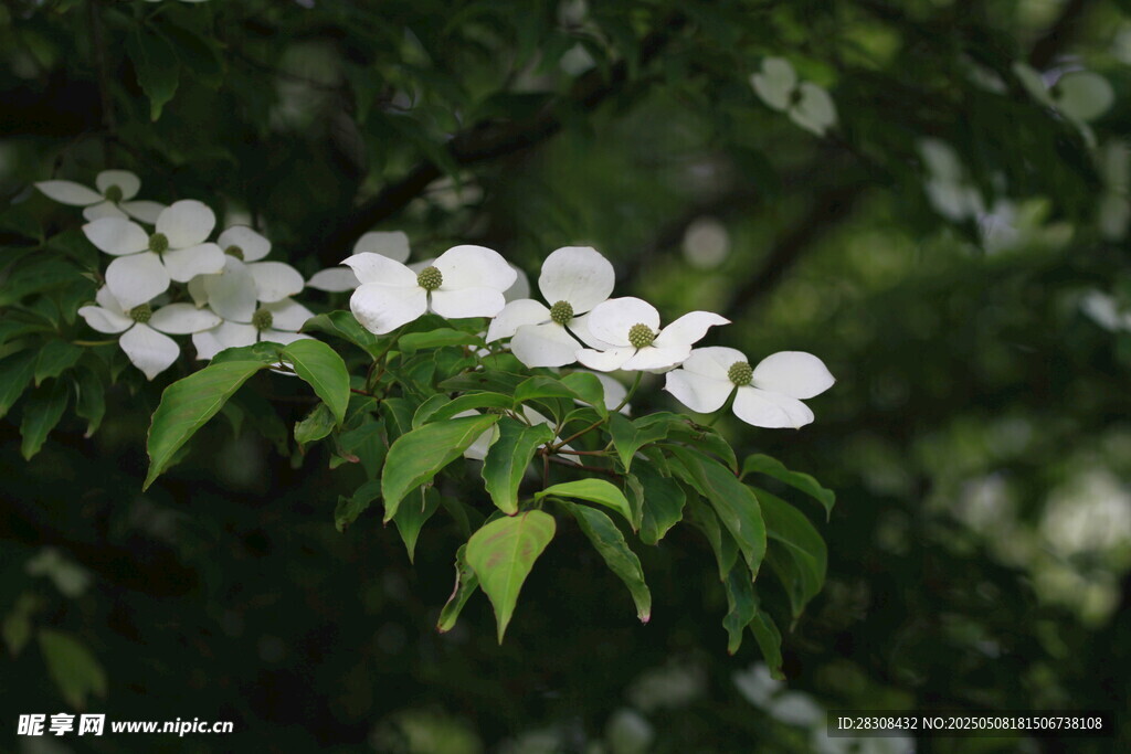 洁白山茱萸花绽放枝头