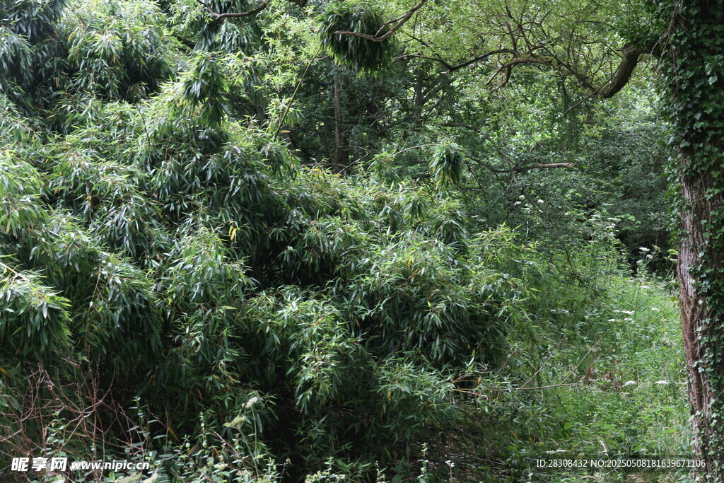 茂密葱郁的林间绿植景观