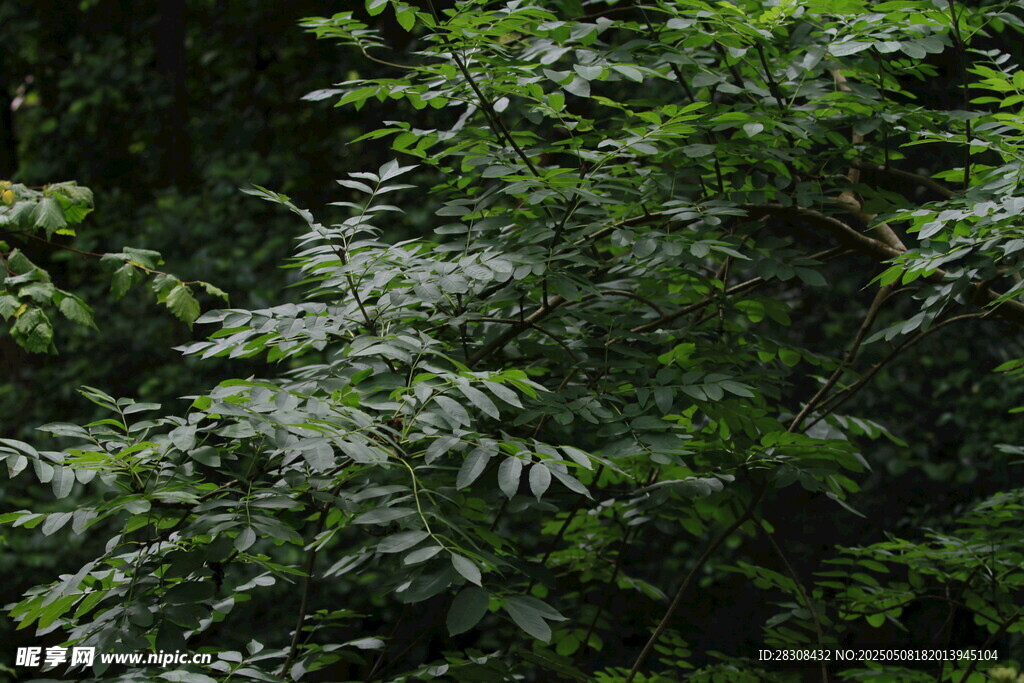 茂密绿植景观