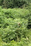 茂密的绿色蕨类植物景观