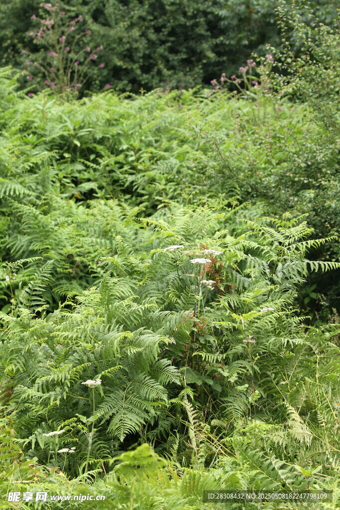 茂密的绿色蕨类植物景观