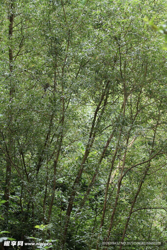 茂密竹林景观