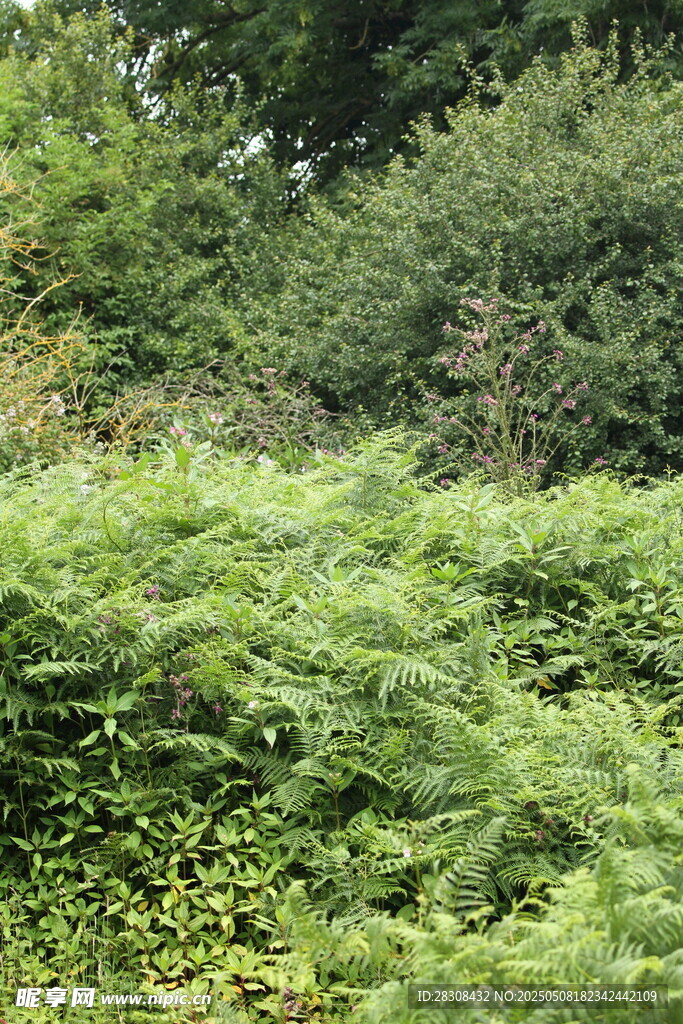 绿意盎然的繁茂植物景观