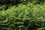 翠绿蕨类植物生机勃勃
