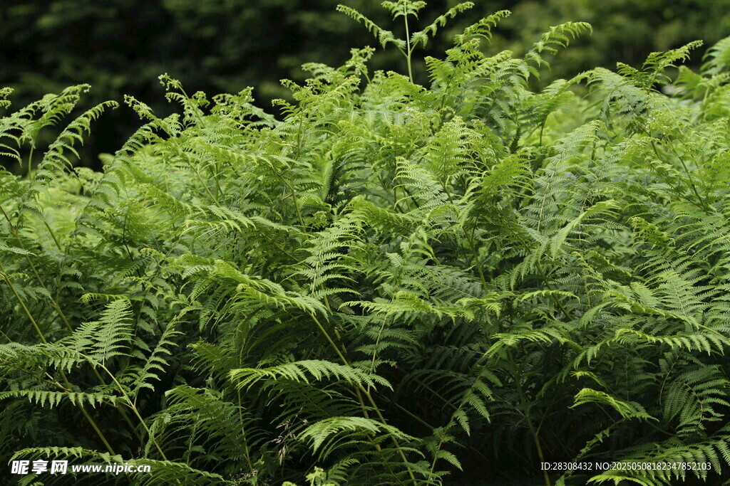 翠绿蕨类植物生机勃勃