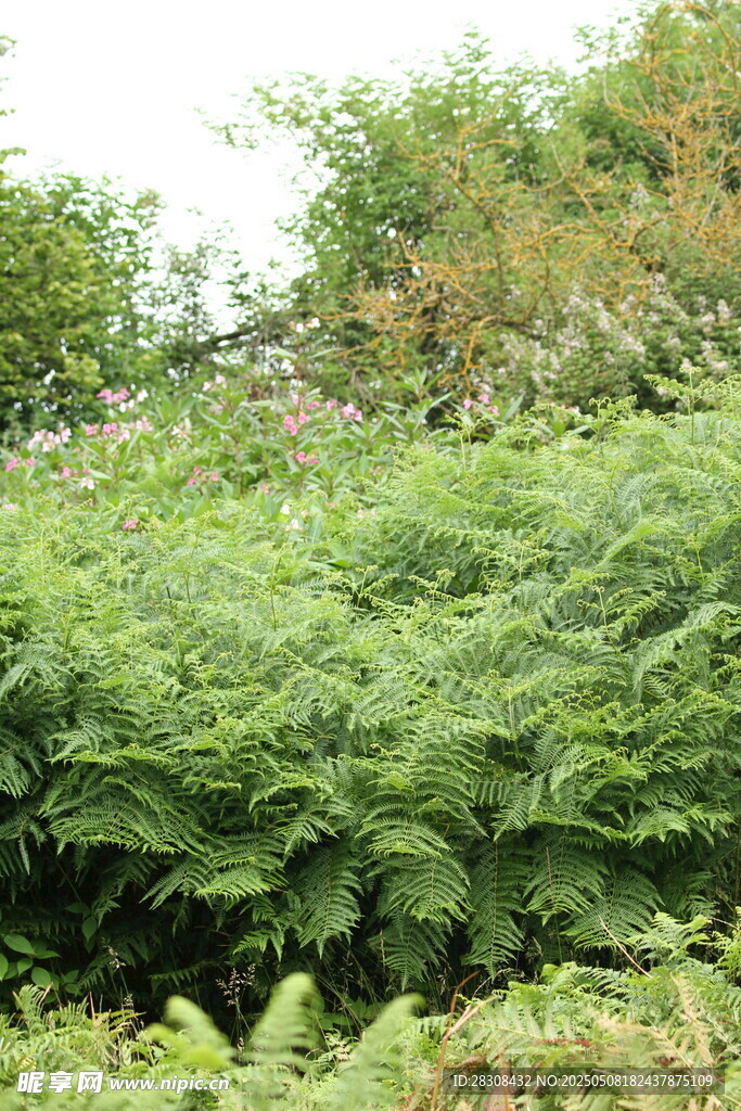 茂密蕨类植物绿意盎然
