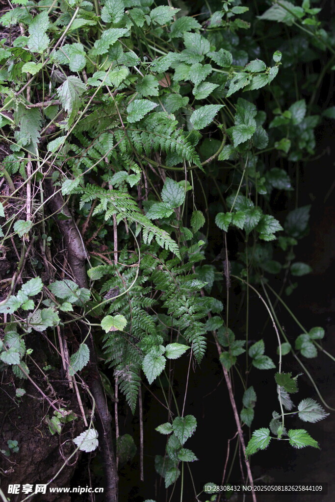 繁茂绿植特写