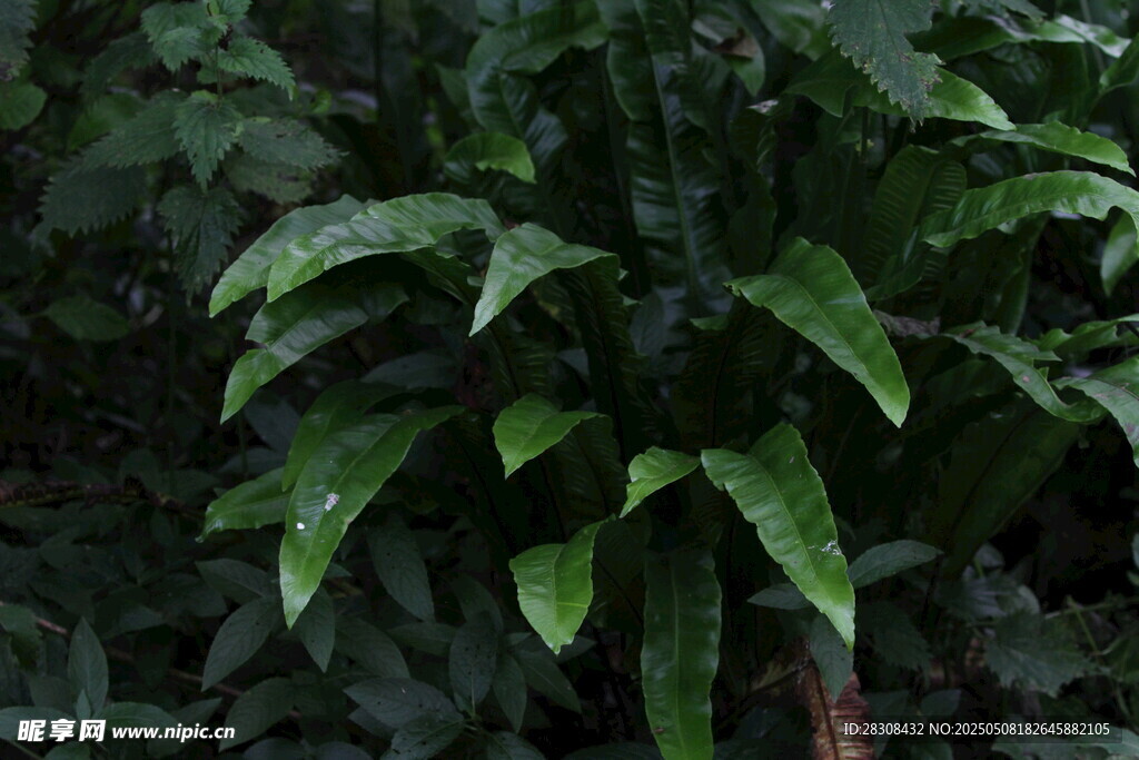 翠绿叶片的植物特写