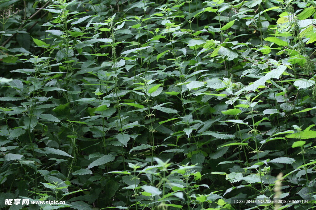 繁茂绿植景象