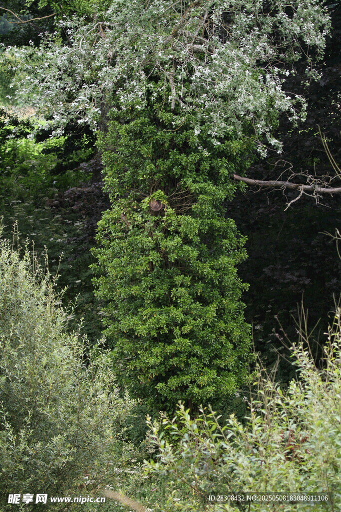 造型独特的绿植景观