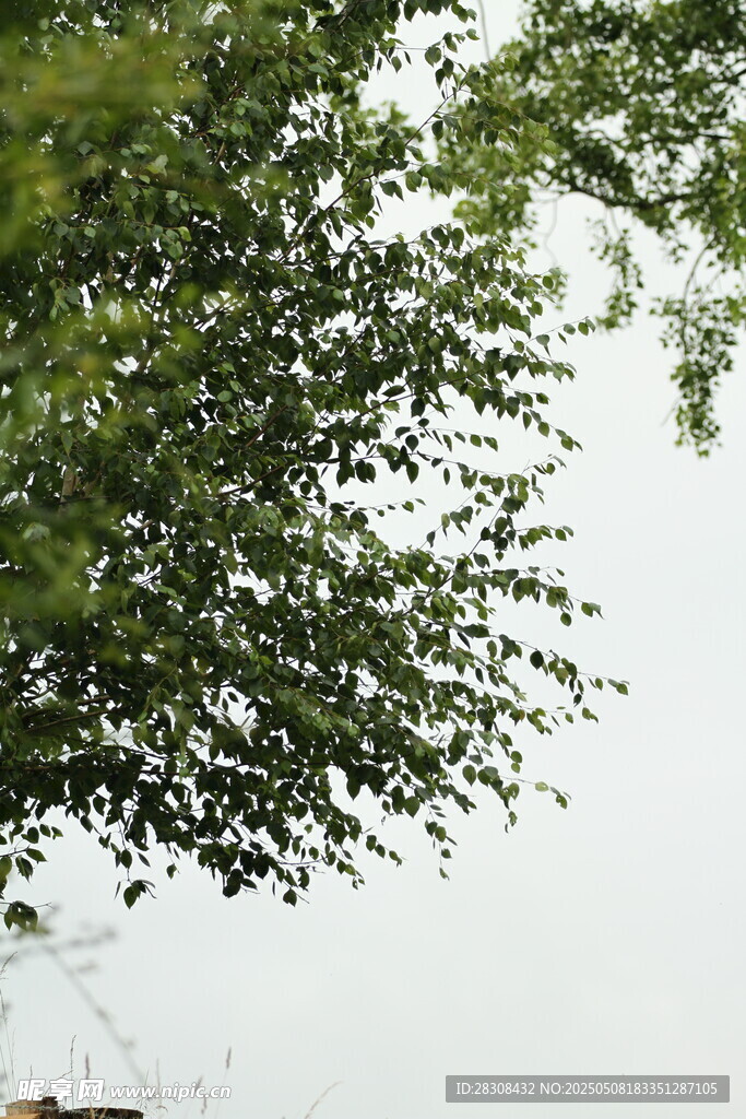 绿叶繁茂的树梢