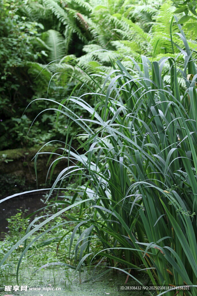 繁茂绿植景观