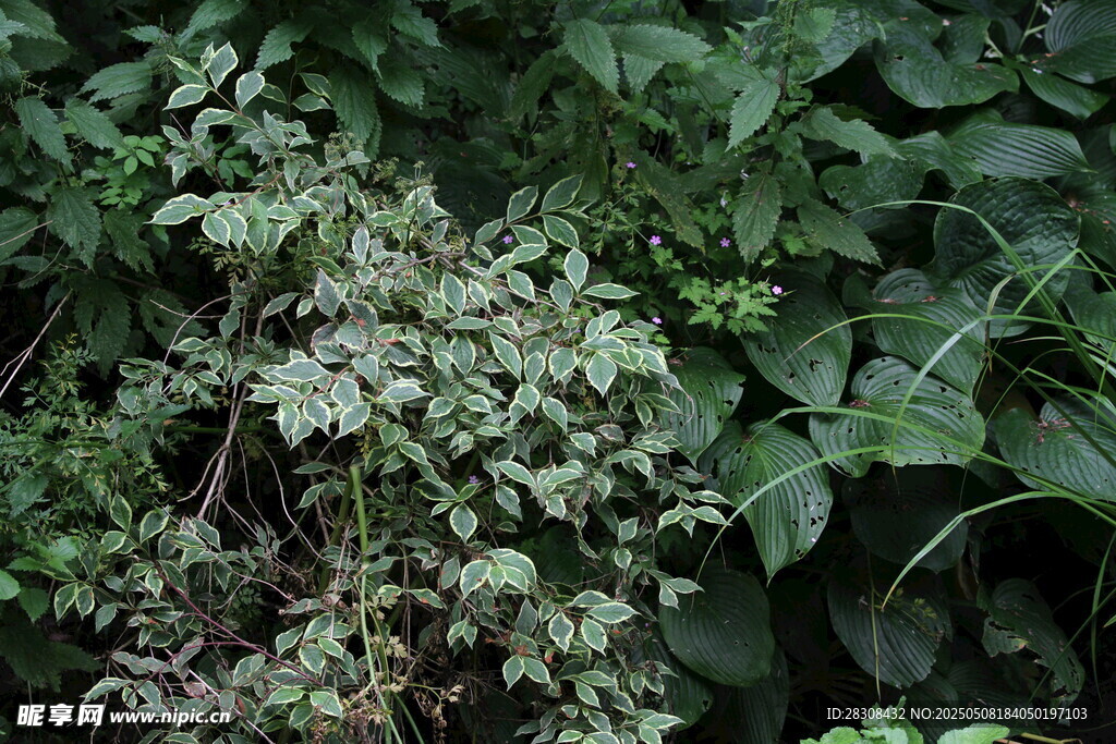 繁茂绿植特写