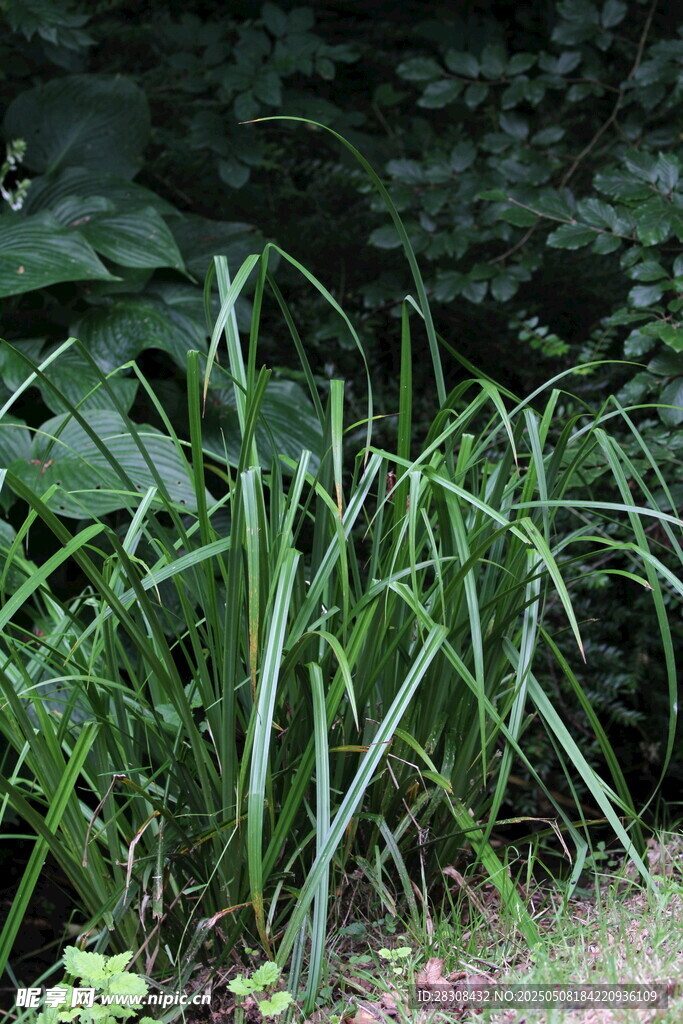 葱郁绿植展现自然生机