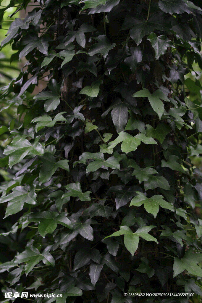 繁茂常春藤绿植景观