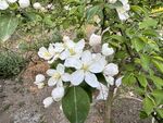 洁白苹果花绽放枝头