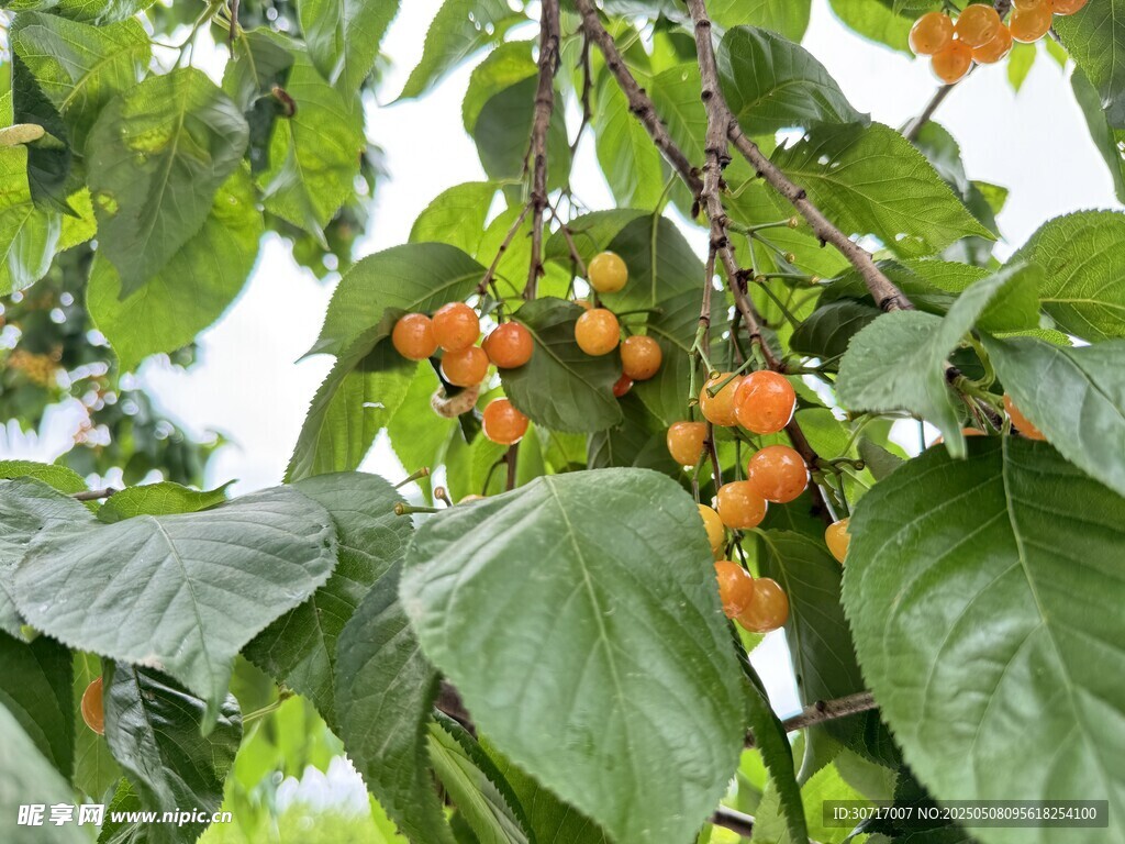 樱桃