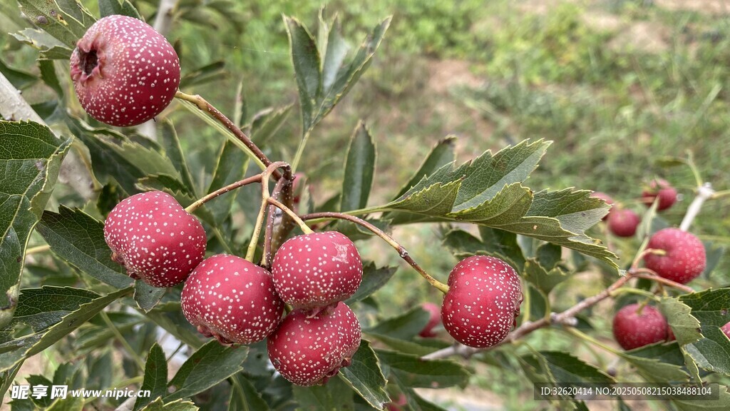 山楂果