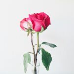 花瓶中的两朵娇艳红玫瑰