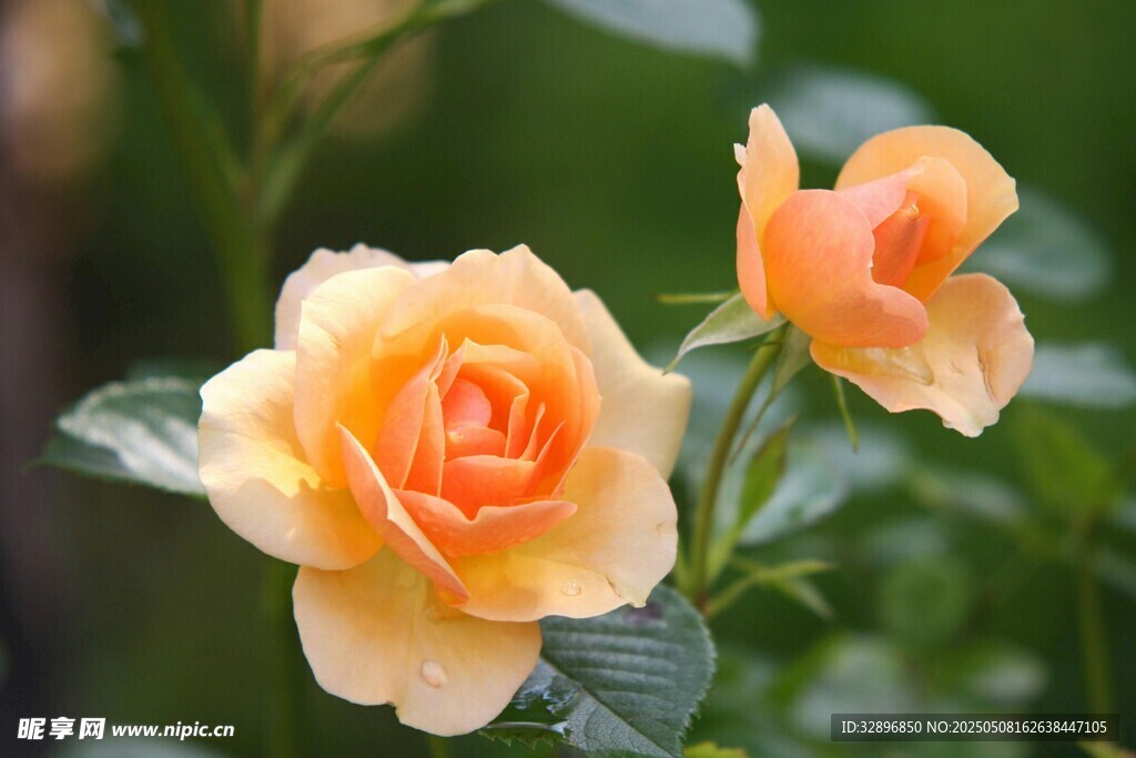 两朵柔美橙色月季花