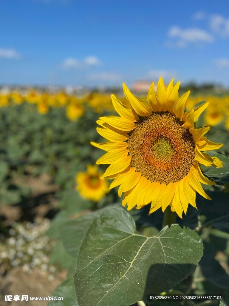 田野中的灿烂向日葵