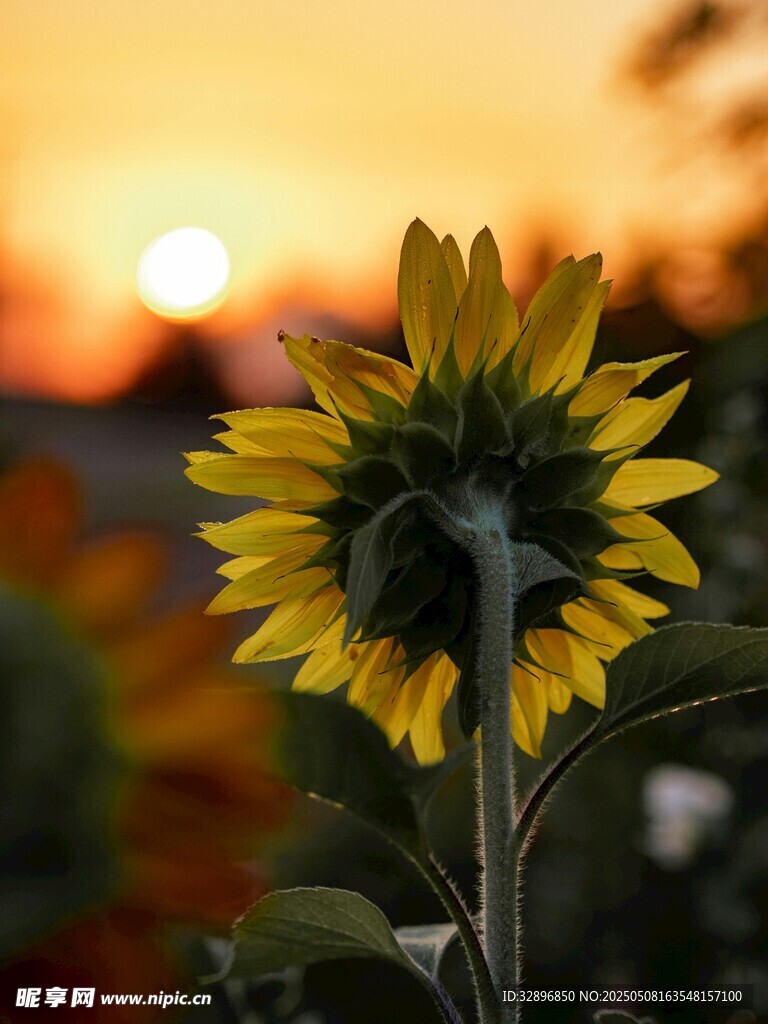 夕阳下的向日葵
