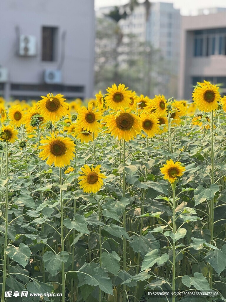 向日葵花海绽放的美景