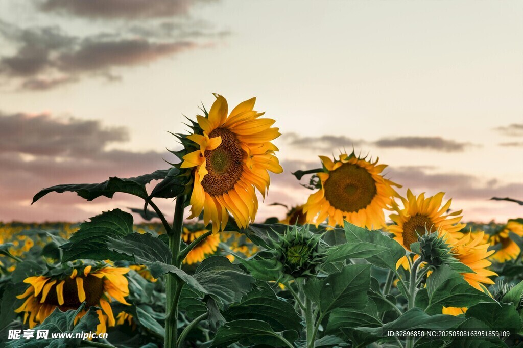 夕阳下的向日葵花田