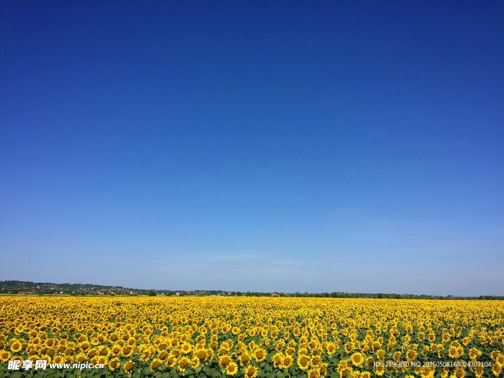 金黄花海映蓝天