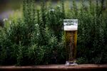 绿植旁的一杯精酿啤酒