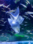 梦幻水族馆中的鱼群景观