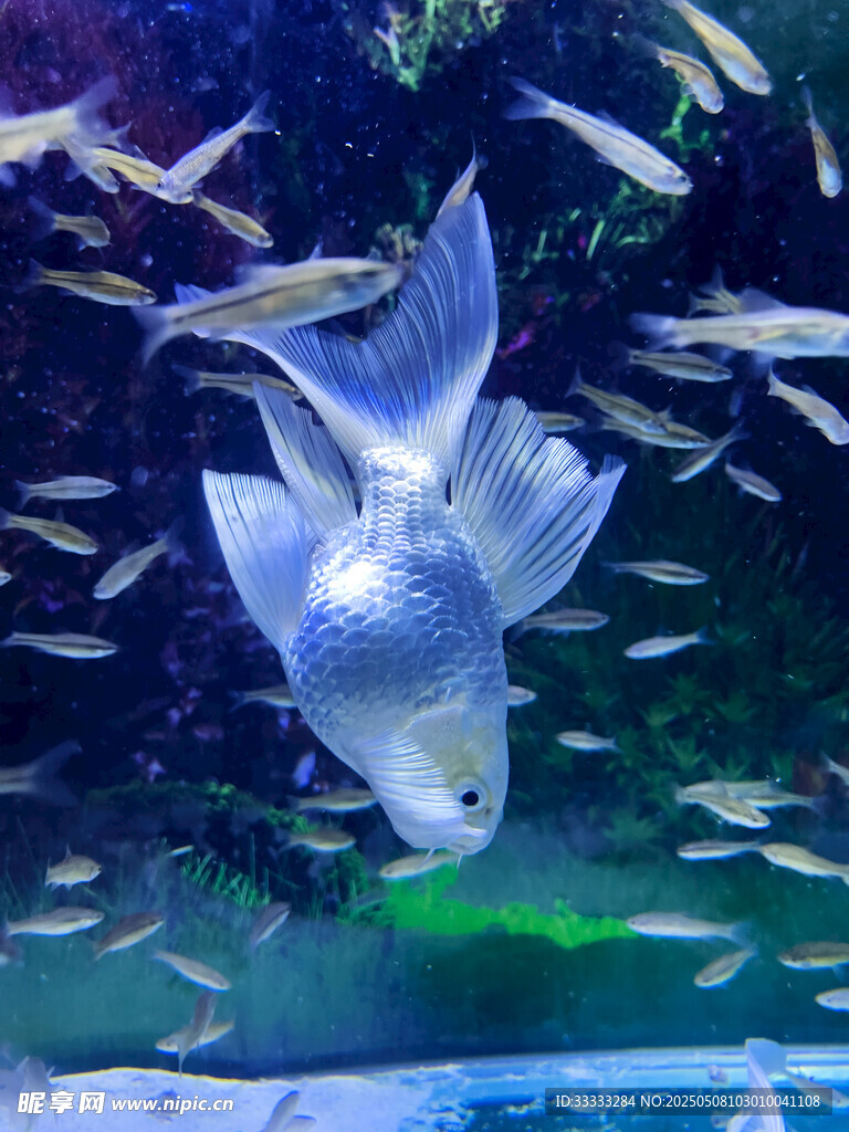 梦幻水族馆中的鱼群景观