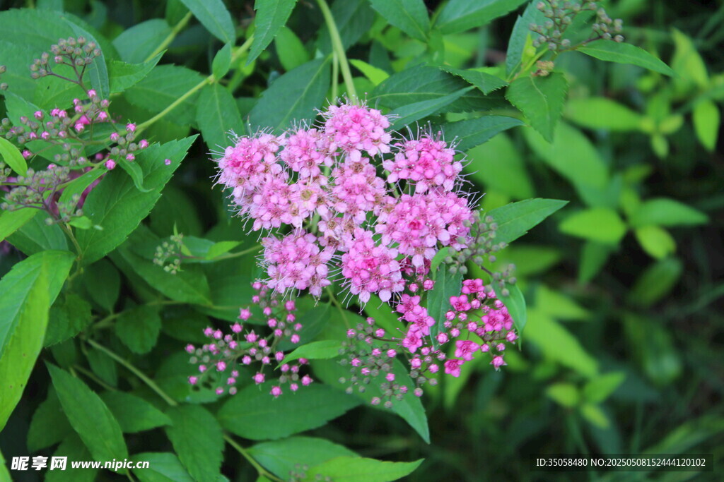 粉花绣线菊