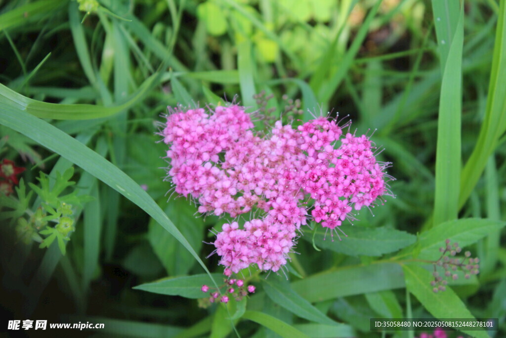 粉花绣线菊 