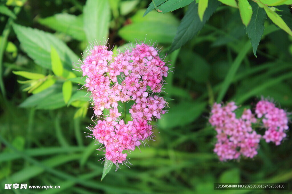 粉花绣线菊 