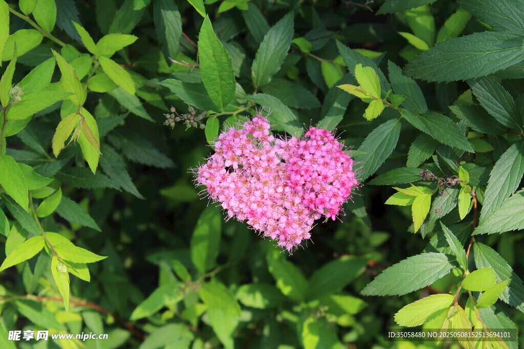 粉花绣线菊 