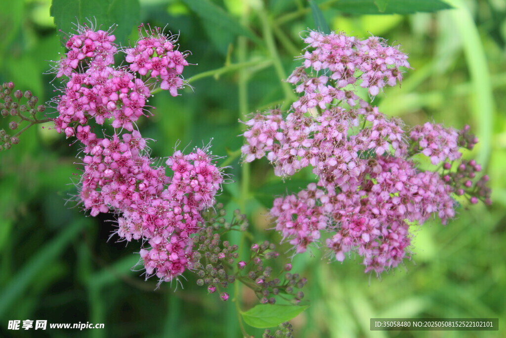 粉花绣线菊