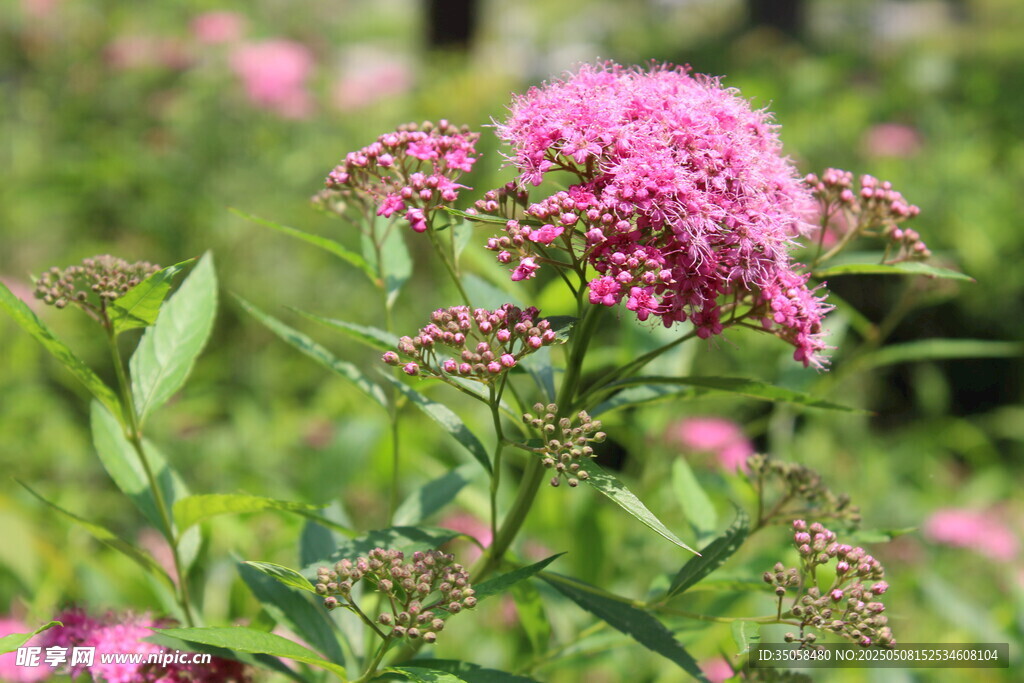 粉花绣线菊