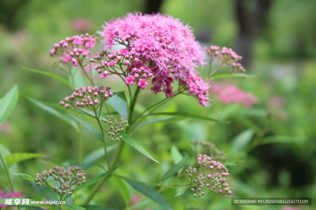 粉花绣线菊
