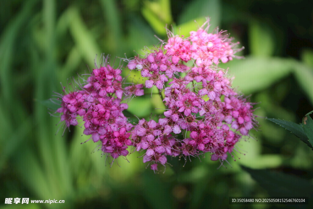 粉花绣线菊 