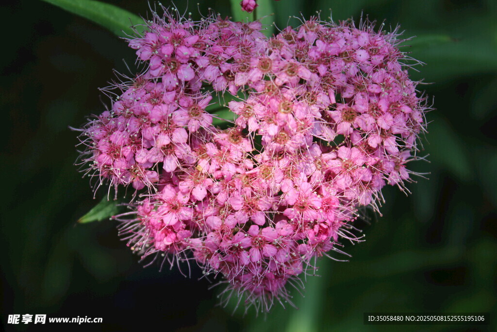 粉花绣线菊