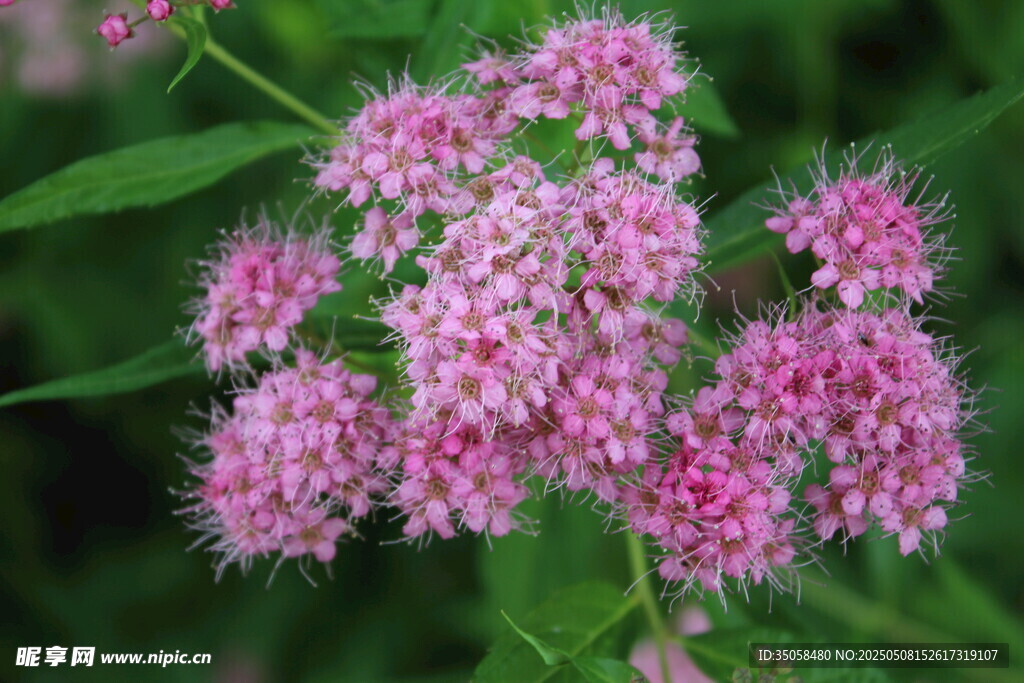 粉花绣线菊