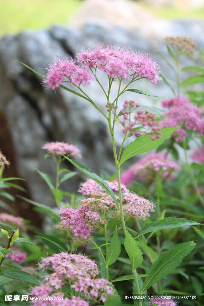 粉花绣线菊 