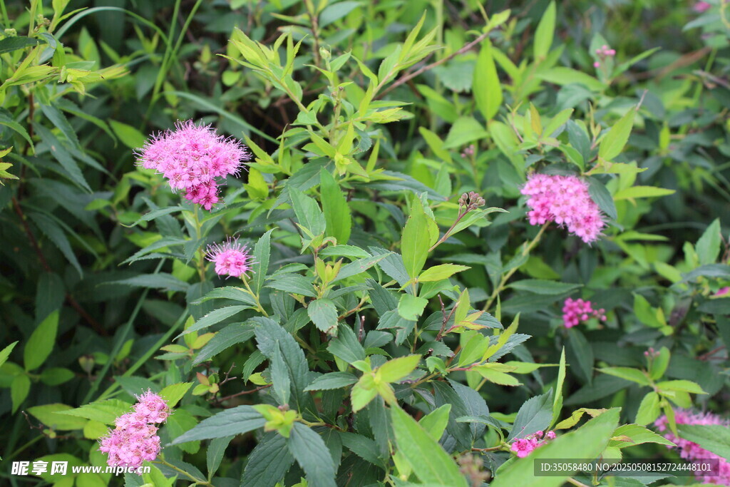 粉花绣线菊 
